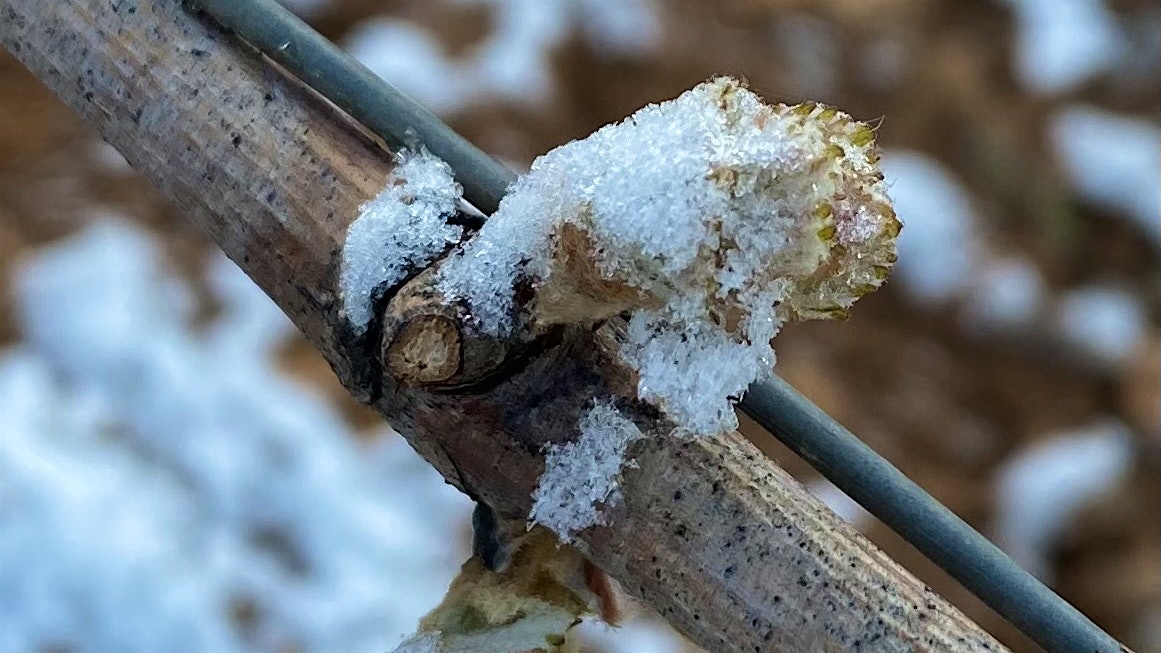 Frost clings to a grapevine bud in Givry.
